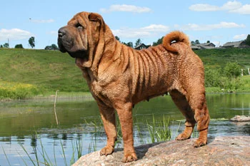 red-color-shar-pei.webp
