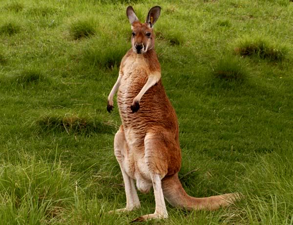 red-kangaroo.jpg