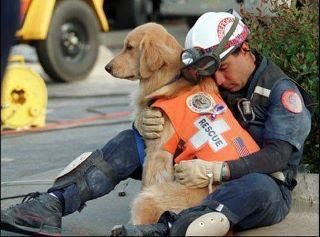 rescue-dog.jpg