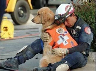 rescue-dog.webp