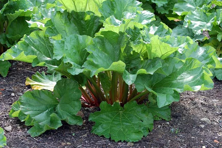 rhubarb-plant-big.webp