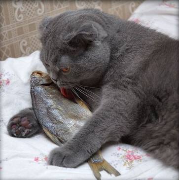 ribi-v-god-kota.l.jpg