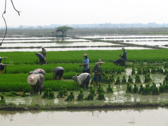 rice-field-workers-1394286.webp
