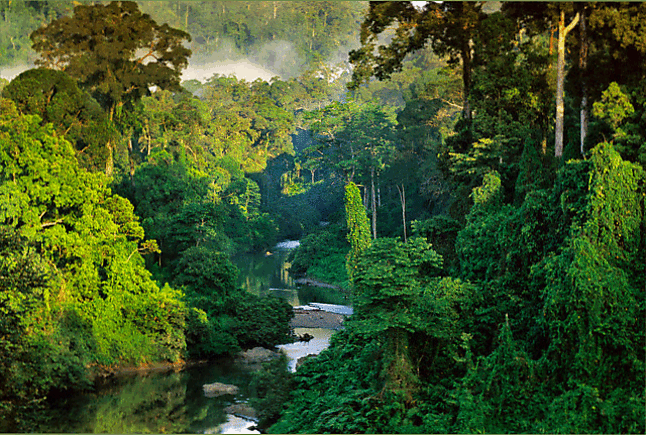 river-in-lowland-rainforest.gif