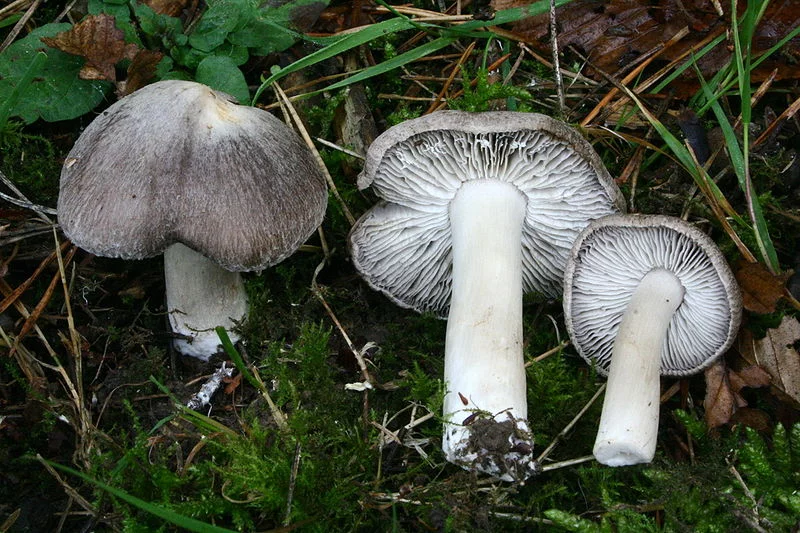 rjadovka-zemlisto-seraja-tricholoma-terreum_1.webp