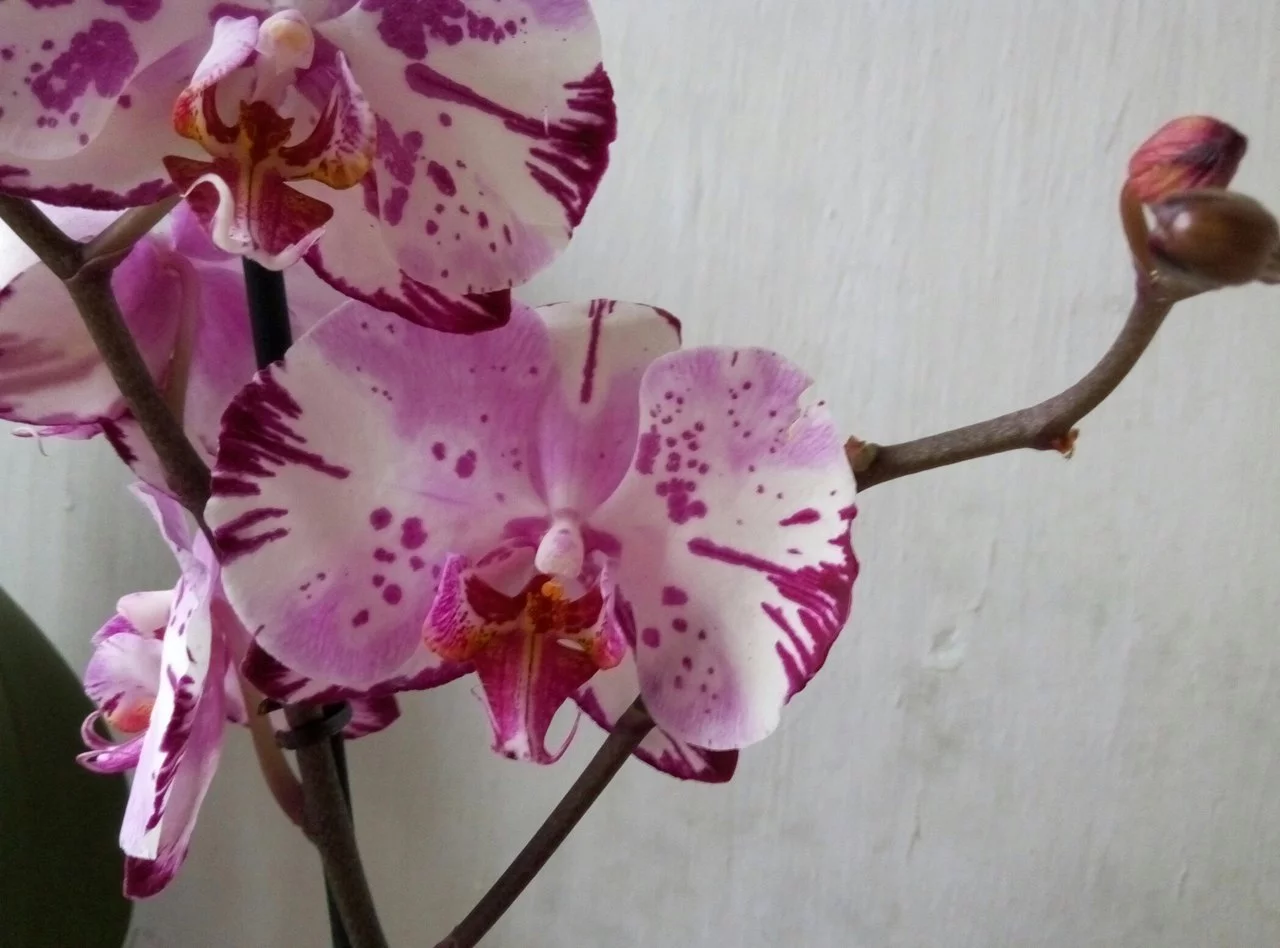 RKiSpDLoo30.webp