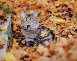 Ro_hLDyMjAX9zr4b11GX-zanFDjqi0TQHMqIQb_jimwA8Eug2p.webp