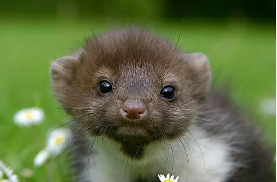 rodent_01.webp