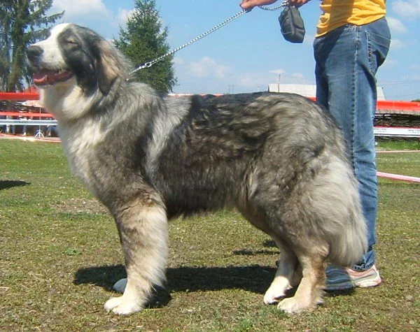romanian_carpathian_sheepdog_02.webp