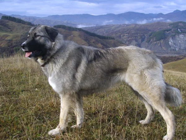 romanian_carpathian_sheepdog_03.webp