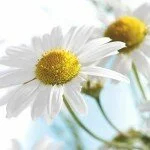 romashka-150x150.webp
