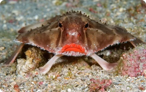 rosylippedbatfish_08.webp