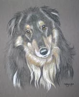 rough_collie_glen_b.webp