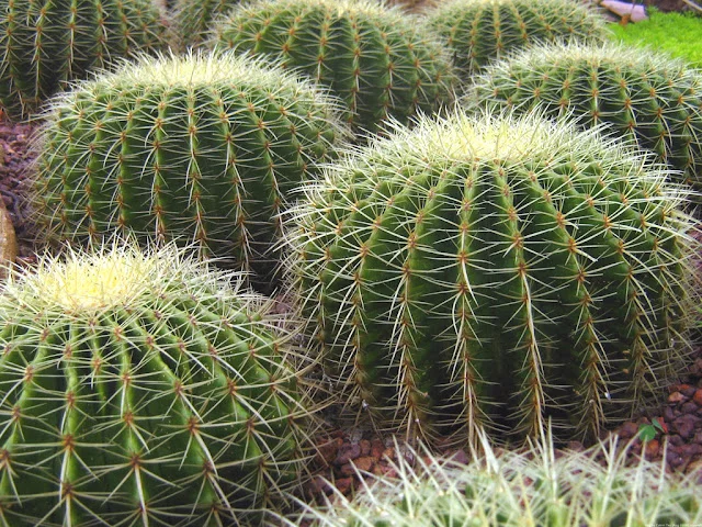 round_cactuses_picture.webp