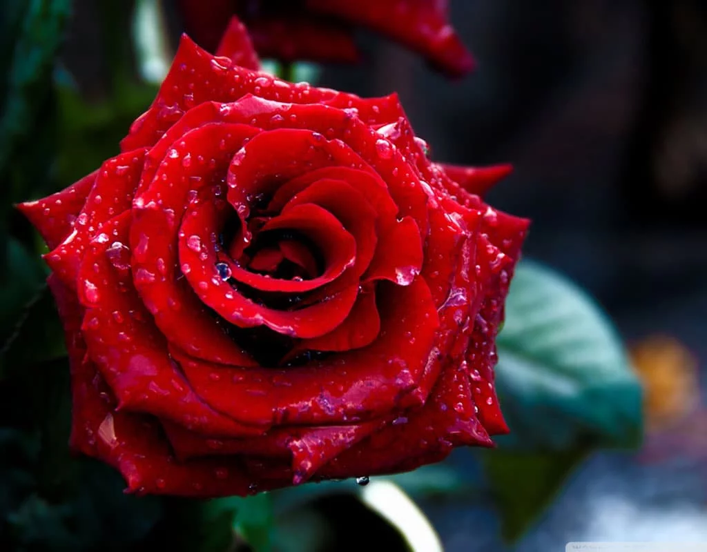 roza.webp