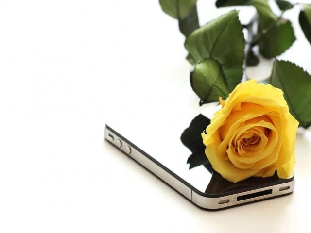roza-zheltaya-telefon-cvetok-1275.webp