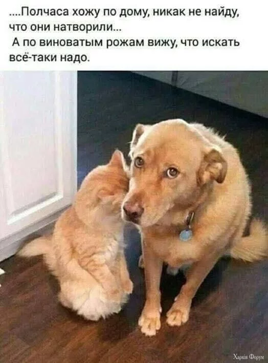  рожи.webp