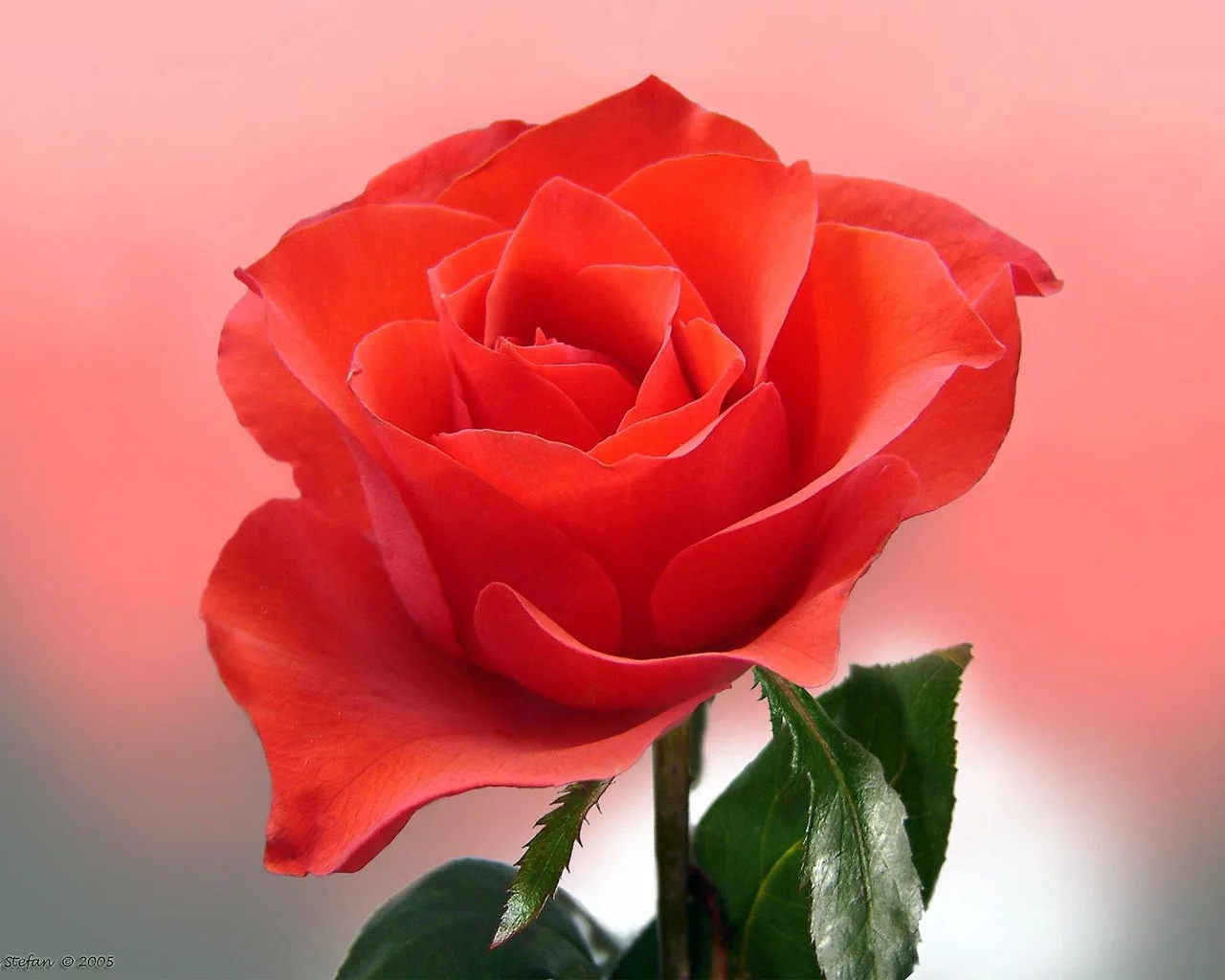 rrr_rose-1280.webp