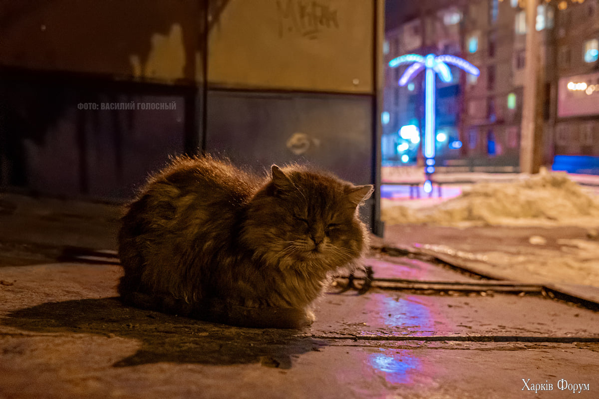 Rt07ENOj7Y84kSMcViAbdF0h1.jpg