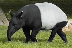 RTimrNkUm7nnm0GbDfWaBNvriSgfzXcg9QI57h678K7aQnqL7s.webp