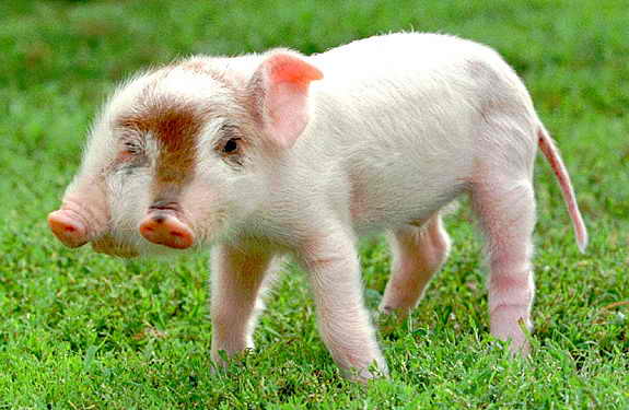 rudy-the-two-headed-pig.jpg