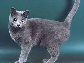 Russkaya-golubaya-koshka.webp