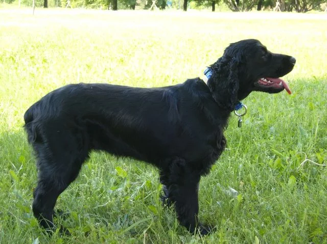 russkiy-ohotnichiy-spaniel-003.webp