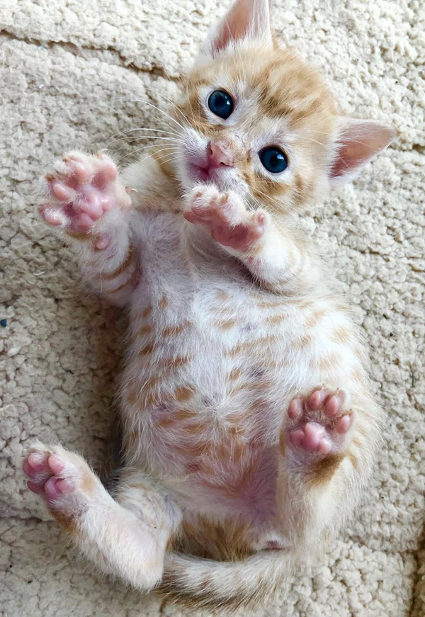 Rusty-Belly.webp