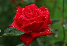 RVHIQbqb5z_Sxq2tt5nZ865sZP9xnujb07HVtp8mVS0LzI-ofv.webp