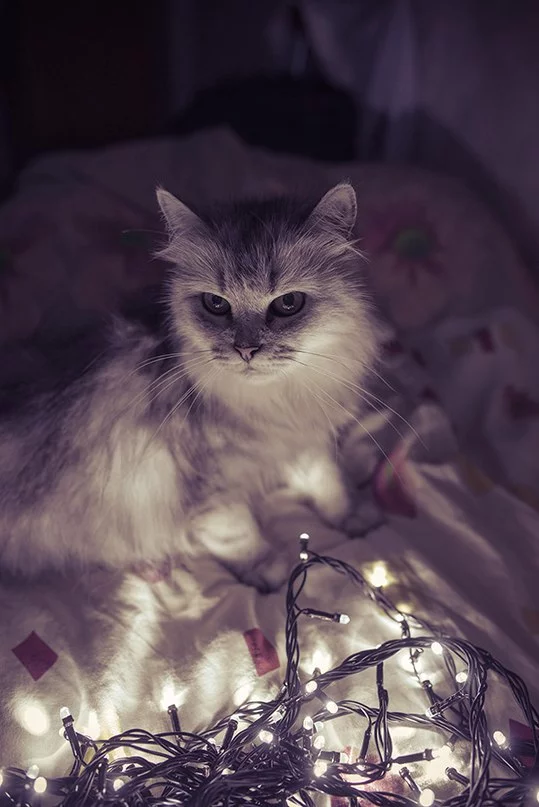 rVWst7D655w.webp