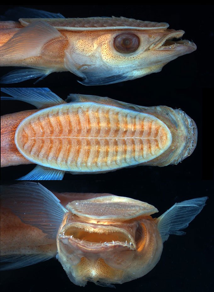 ryba-prilipala.jpg