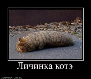 s320x240.webp