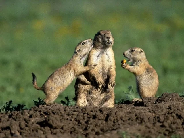 s___Rodents_Squealer_in_ground_squirrels_051477_29.webp