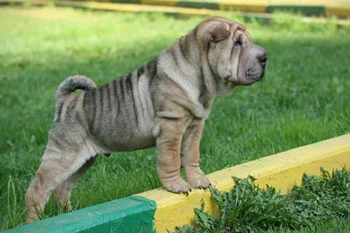 sable-puppy.webp