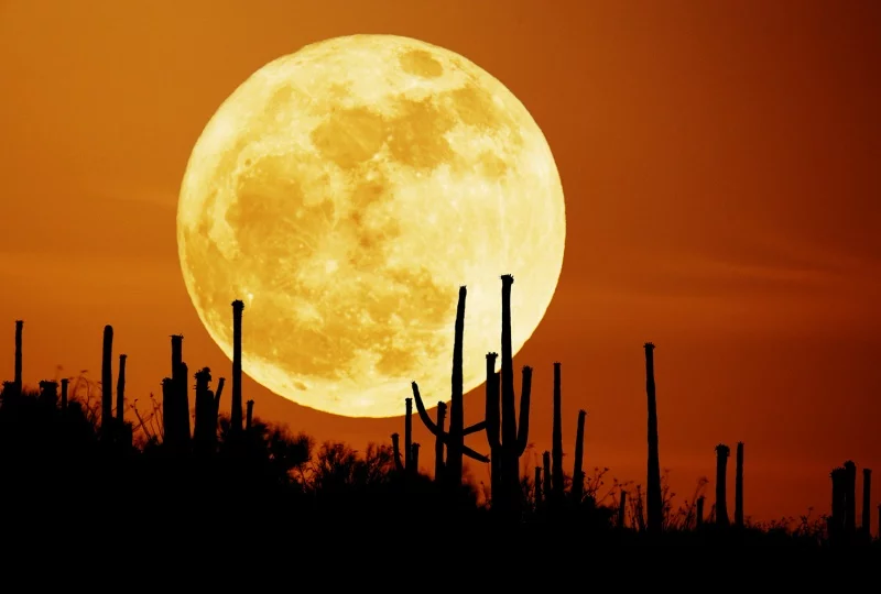 saguaroMoon_seip800.webp