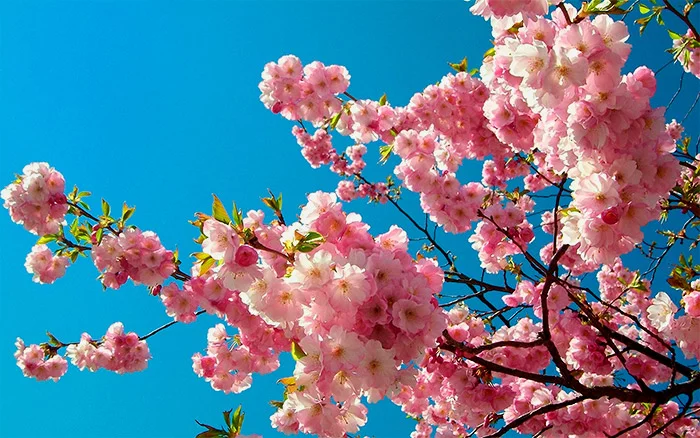 sakura.webp
