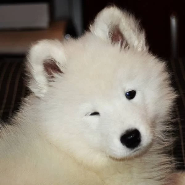 samoyed-wink.webp