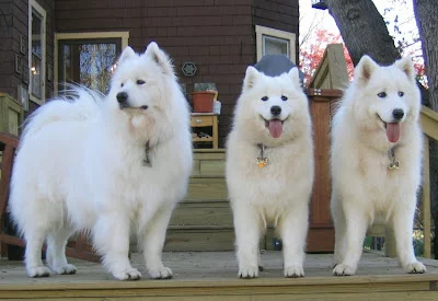 SAMOYED2.webp