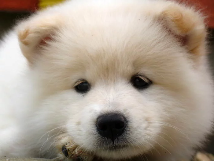 samoyed_08.webp