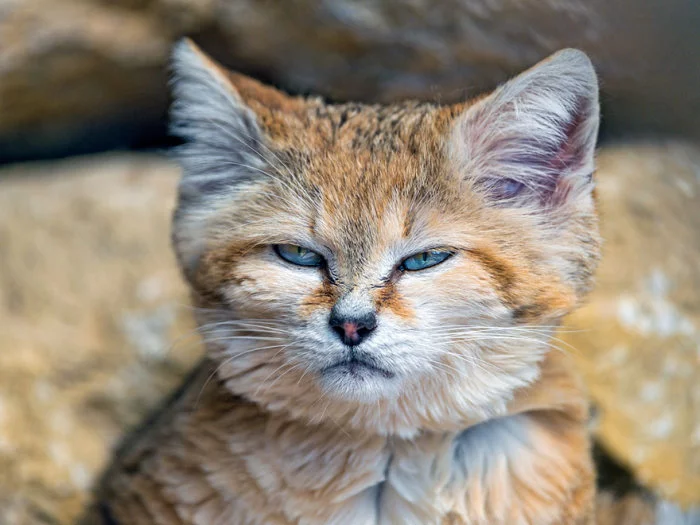 sand_cats_kittens_07.webp