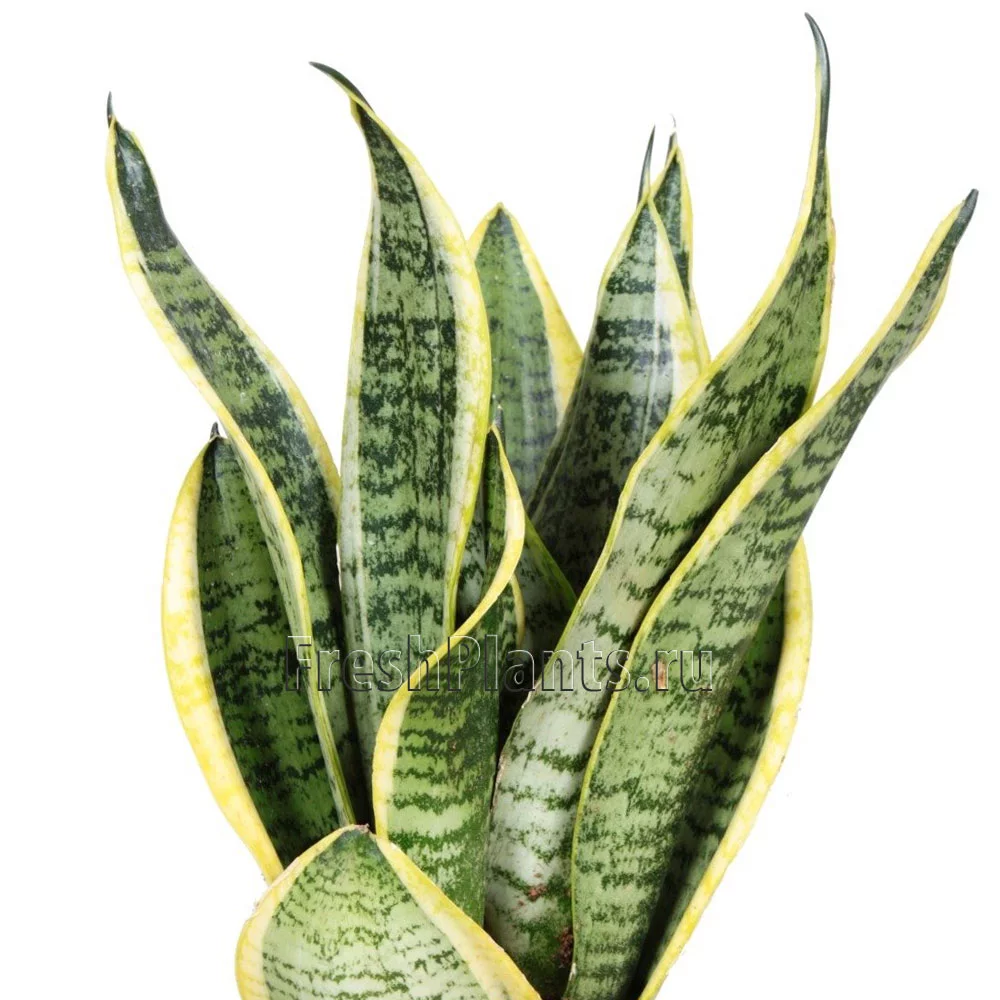 sansevieria-trifasciata-'futura-superba'-detail.webp