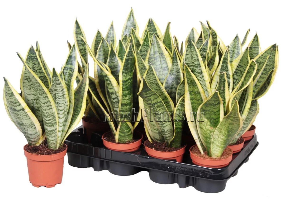 sansevieria-trifasciata-'futura-superba'-detail2.webp
