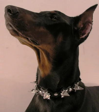 Sapphire-collar-033.webp