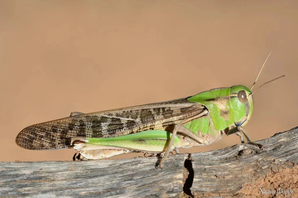 sarana-1024x683.webp