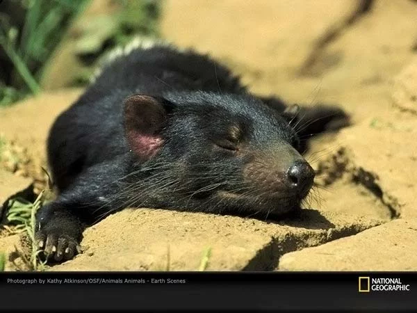 sarcophilus-laniarius-03.webp