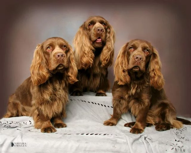 sasseks-spaniel-003.webp