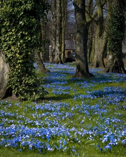 Scilla1-520x650.webp