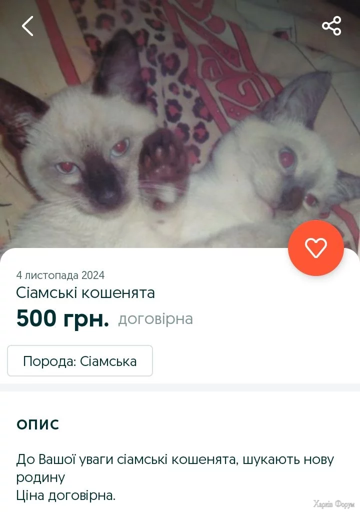 Screenshot_20241126-195634.webp