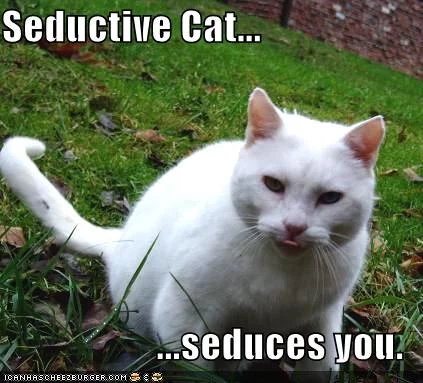 seductivecat128465410099375000.webp