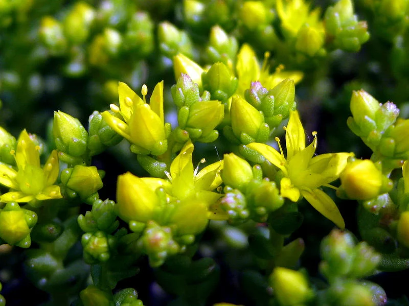 sedum_acre_by_a_sha_f-d56b7b4.webp